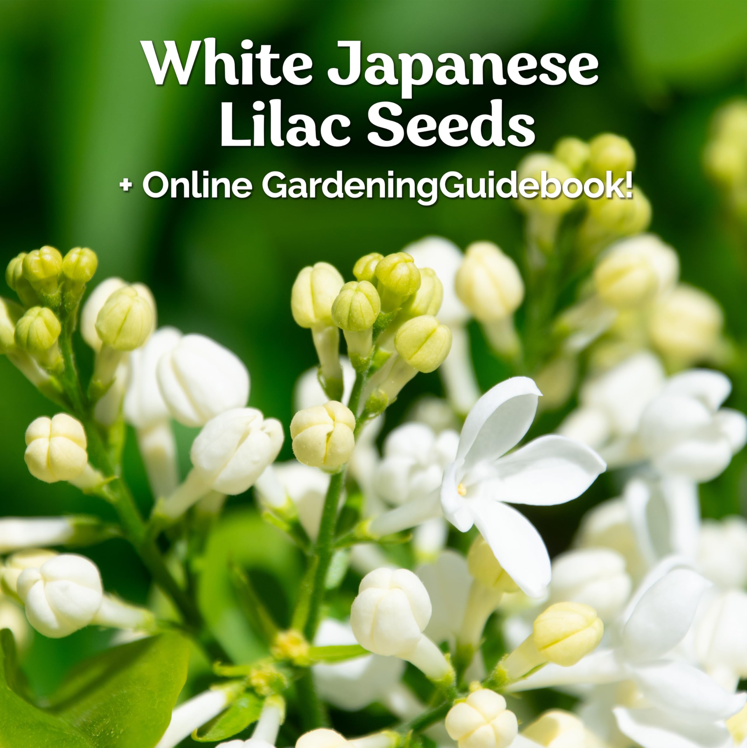 ライラック　白花　【品番3486】 Amazon.co.jp: 25白いライラックの種（極度に香り）/ : DIY・工具